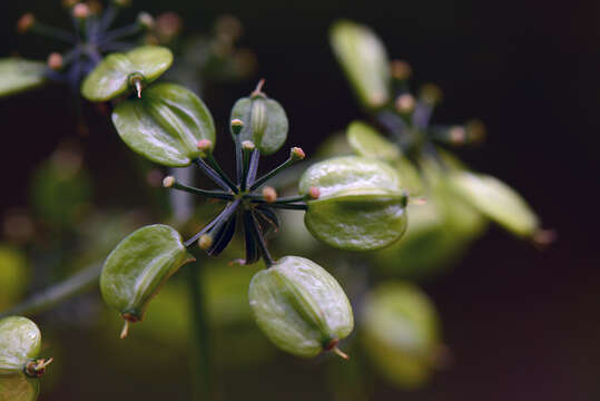 Image of Prionosciadium macrophyllum Coult. & Rose