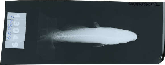 Image de Noturus funebris Gilbert & Swain 1891