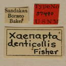 Image of Xaenapta denticollis Fisher 1925