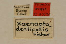 Image of Xaenapta denticollis Fisher 1925