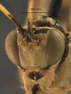 صورة Epirhyssa prolasia Porter 1978