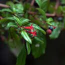 Image of Fuchsia microphylla subsp. quercetorum Breedlove