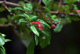 Image of Fuchsia microphylla subsp. quercetorum Breedlove