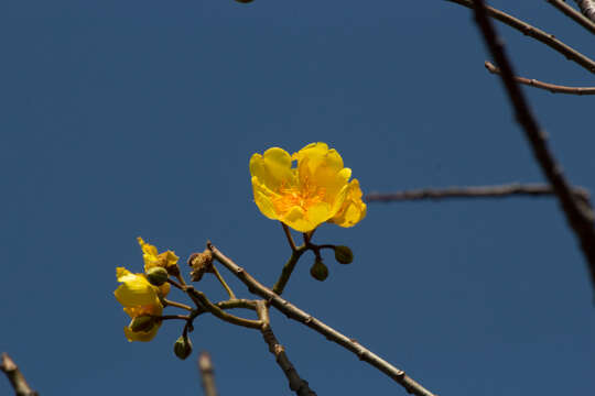 Imagem de Cochlospermum vitifolium (Willd.) Spreng.