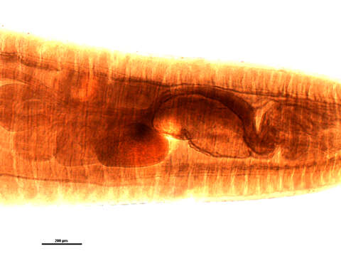 Image of Mediorhynchus grandis Van Cleave 1916