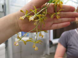 Image of Encyclia alata (Bateman) Schltr.