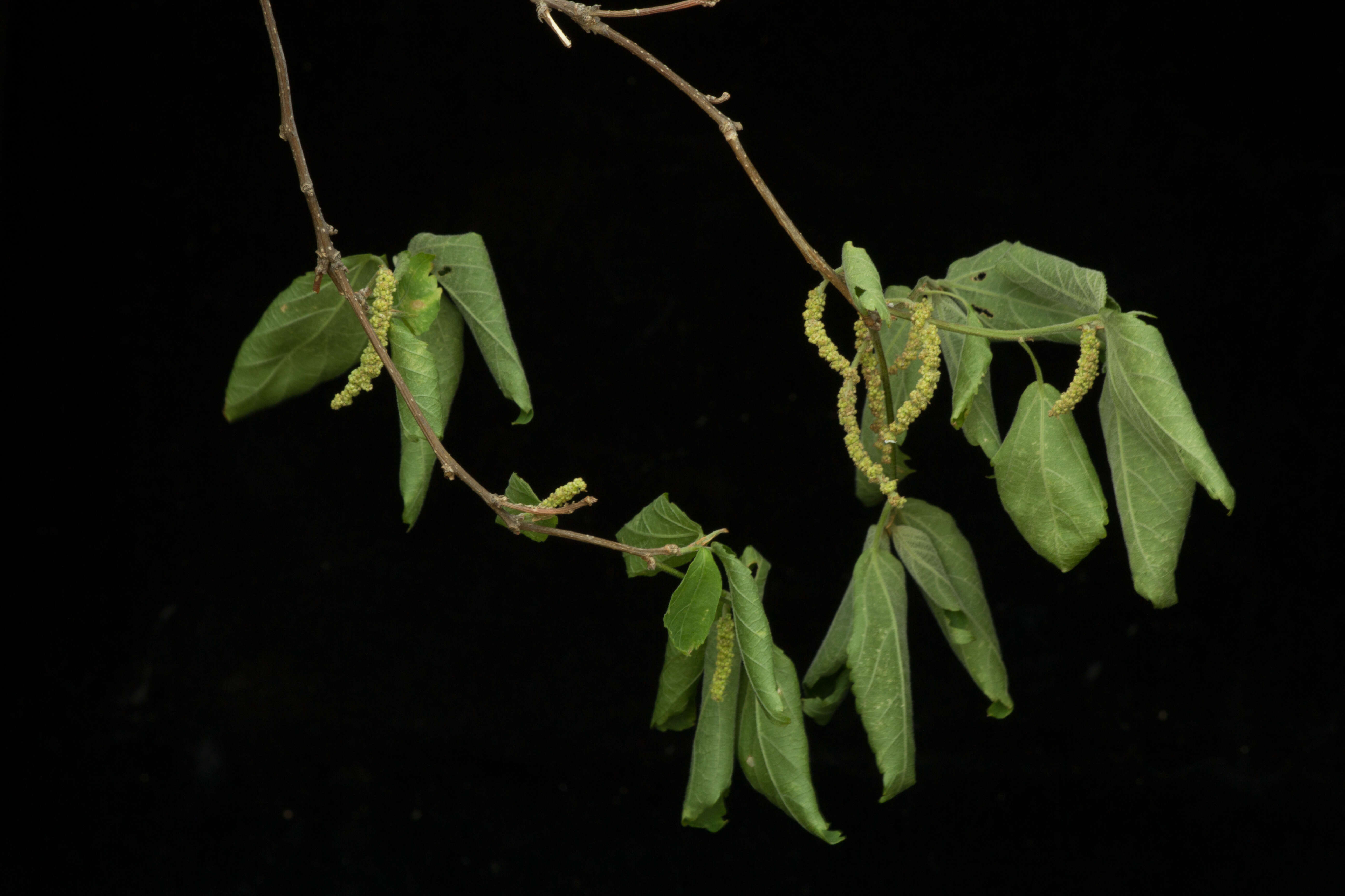 Imagem de Acalypha angustifolia Sw.