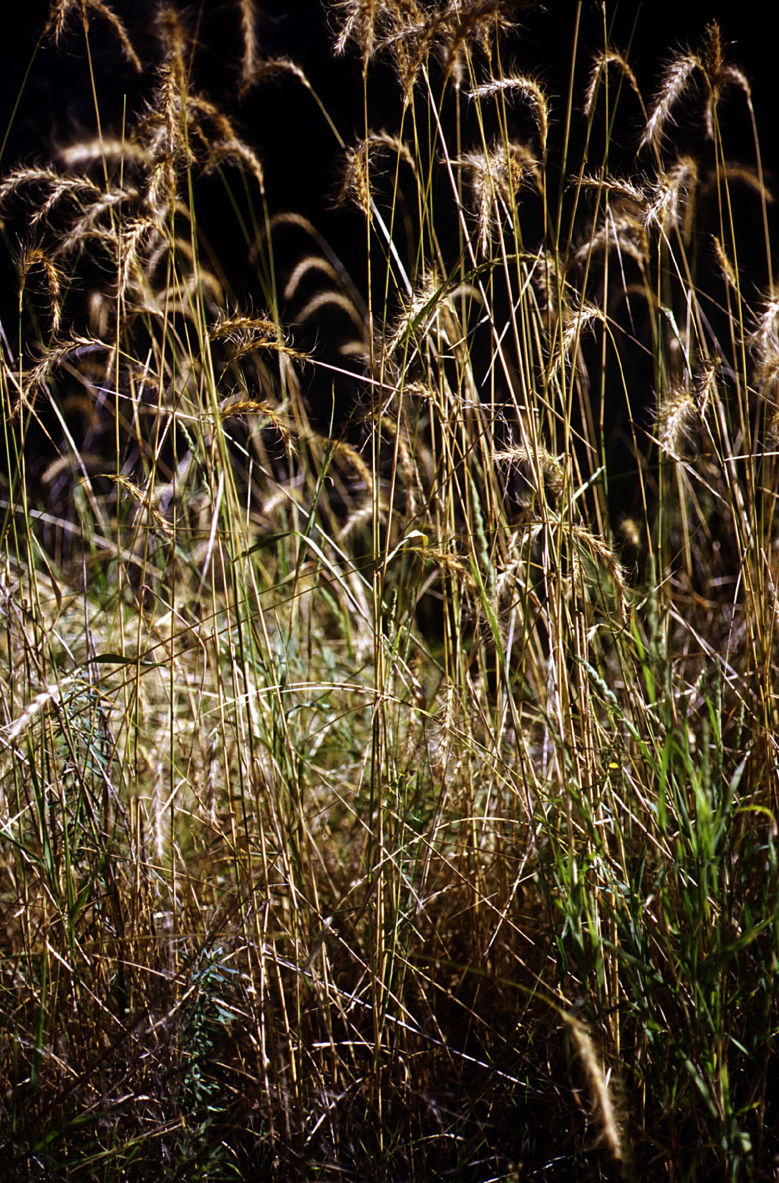 Plancia ëd Elymus canadensis L.