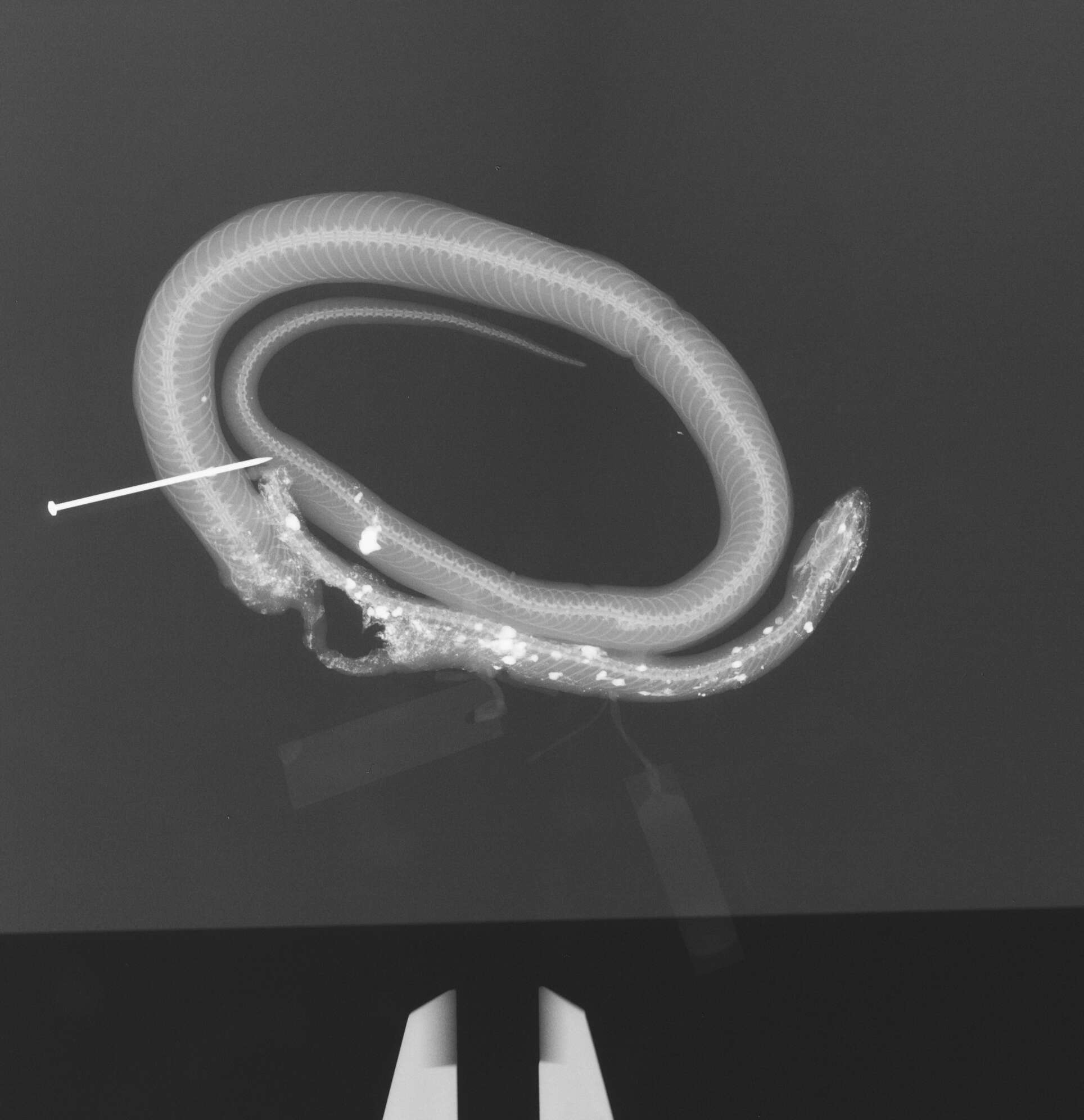 Image of Hypsiglena chlorophaea chlorophaea Cope 1860