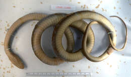 صورة Coluber constrictor paludicola Auffenberg & Babitt 1953