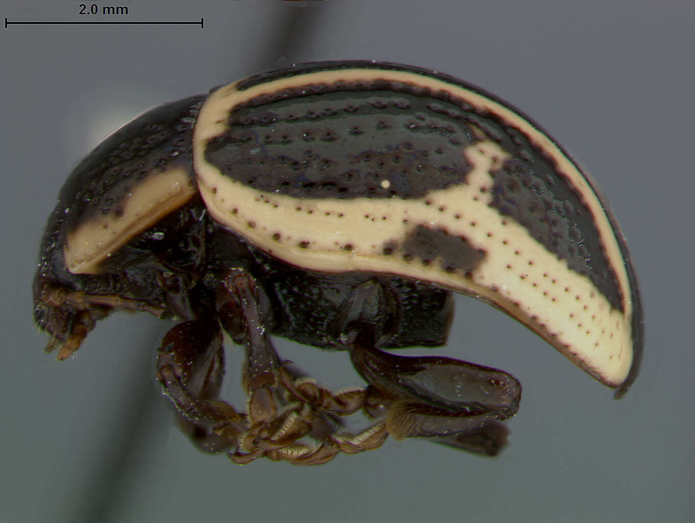 Image of Calligrapha (Bidensomela) androwi S. Clark & Cavey 1995