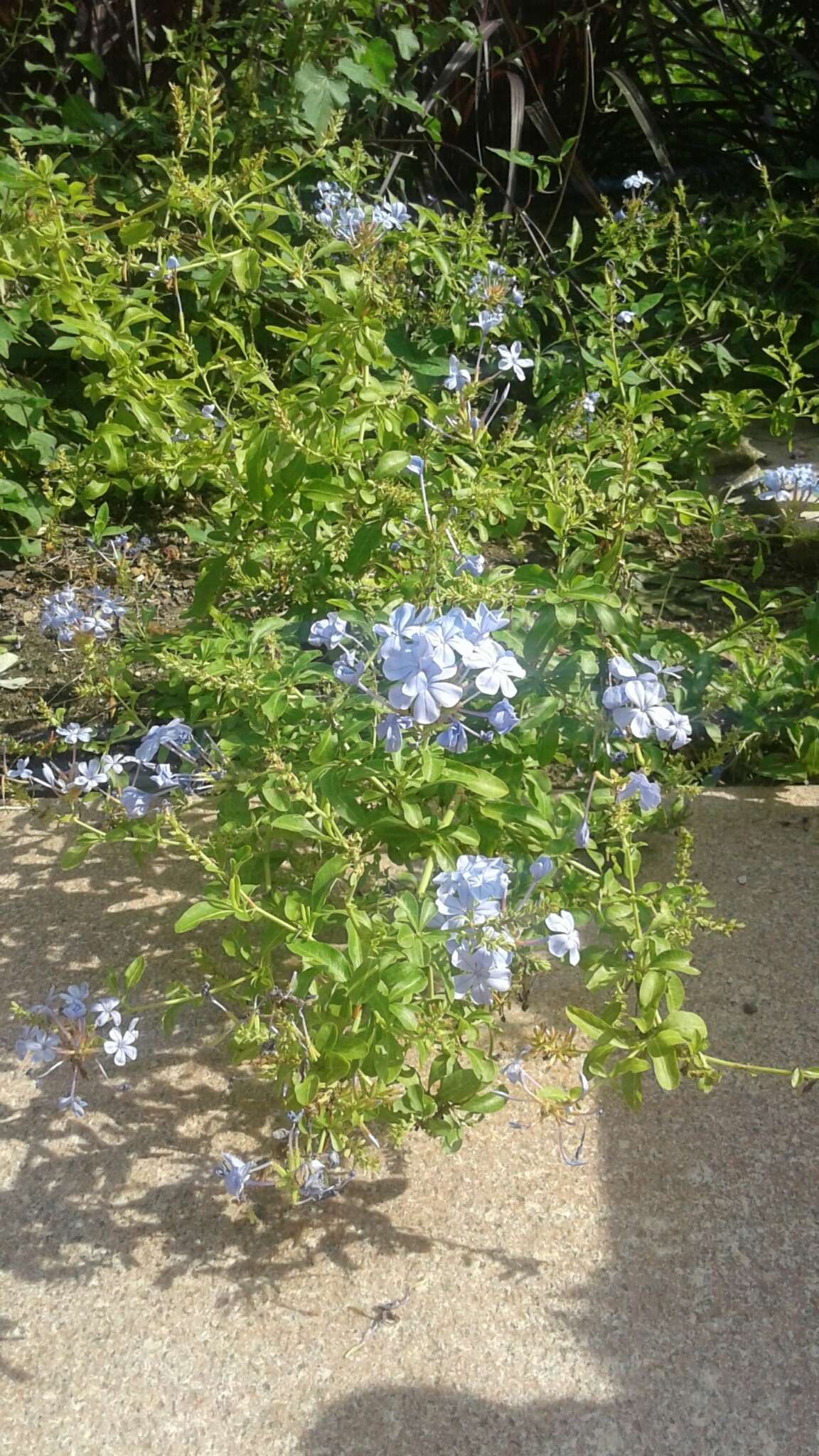 Image of Cape leadwort