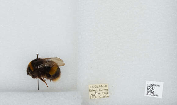 Image of Bombus terrestris audax (Harris 1776)