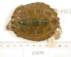 Image of Texas Map Turtle