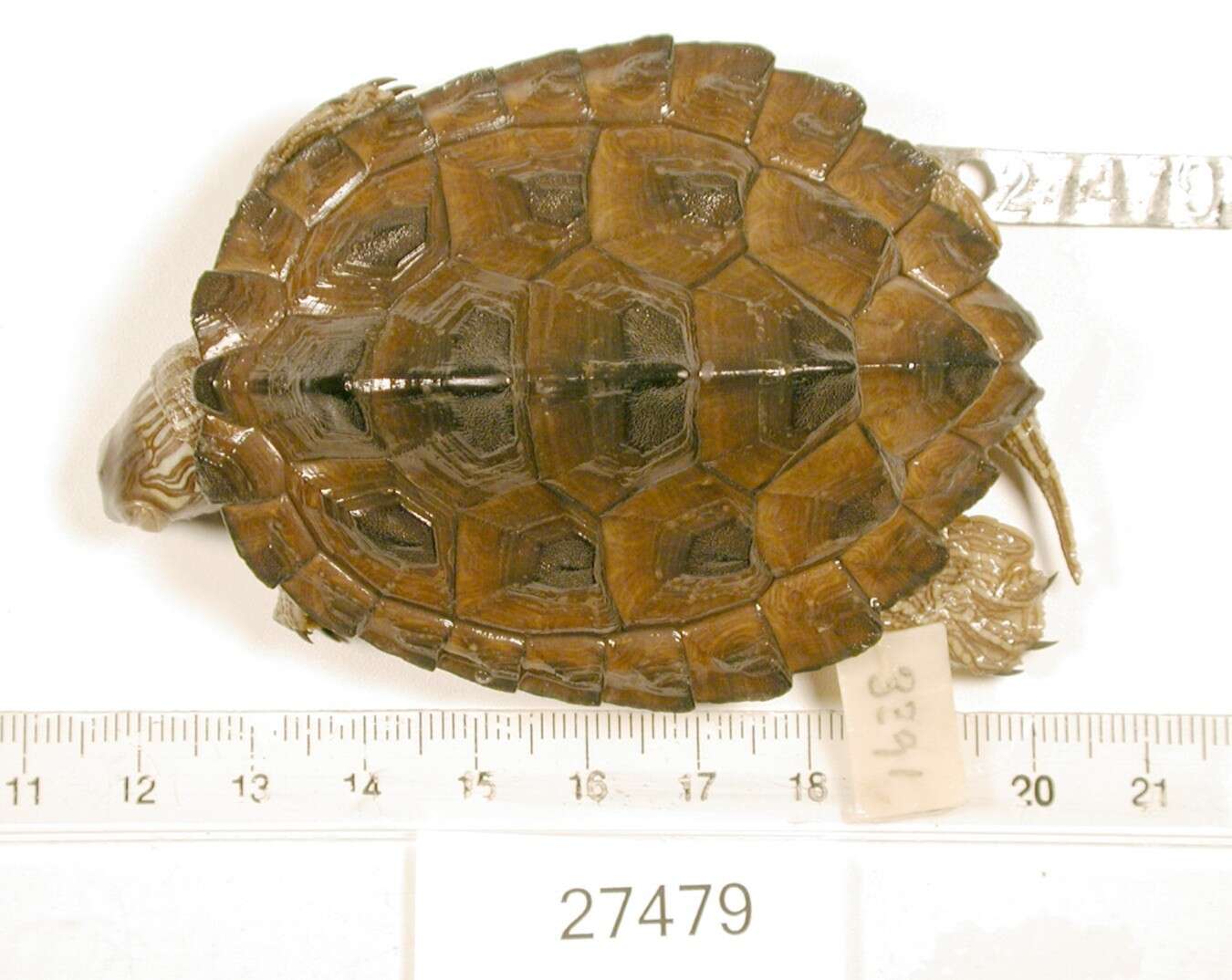 Image of Texas Map Turtle