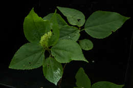 Image de Acalypha schiedeana Schltdl.