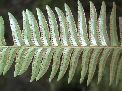 Image of Boston swordfern