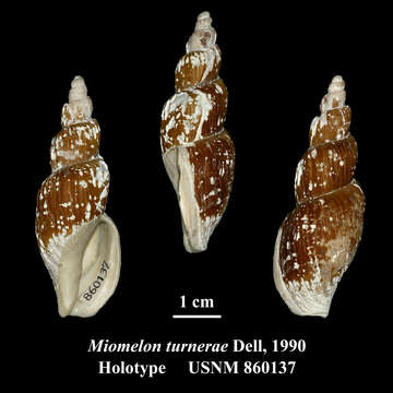 Image of Miomelon turnerae Dell 1990