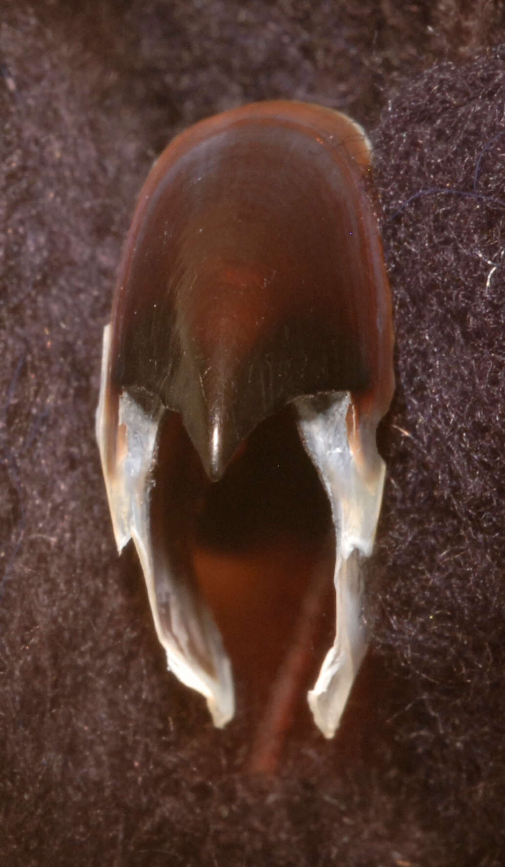 Image de Neoteuthis thielei Naef 1921