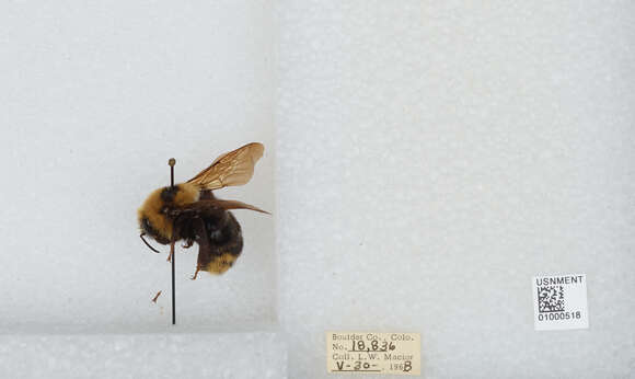 Image de Bombus insularis (Smith 1861)