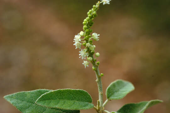 Image of yellow balsam