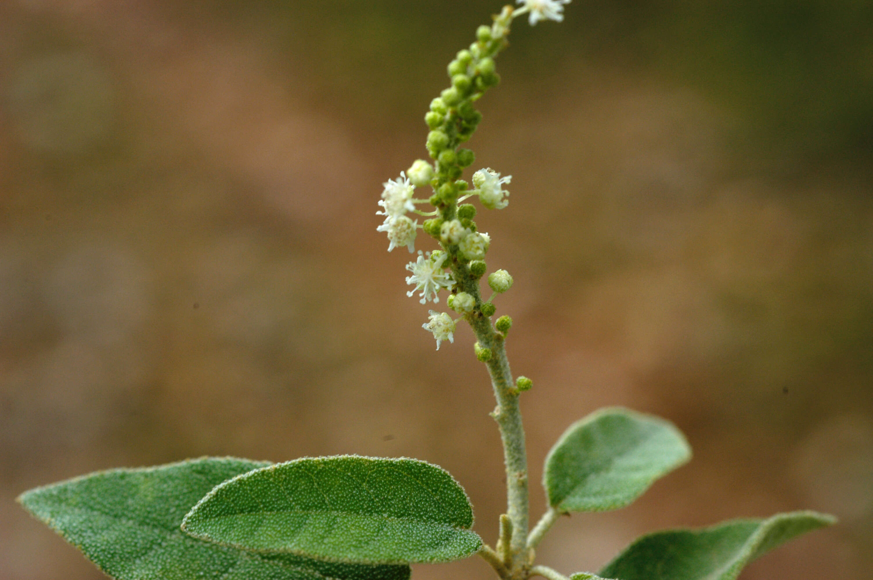 Image de Croton flavens L.