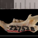 Image of Perognathus amplus pergracilis Goldman 1932