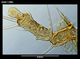 Image of Cilunculus cactoides Fry & Hedgpeth 1969