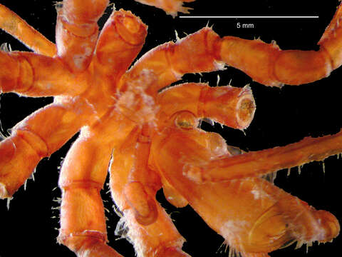 Image of Pallenopsis lateralia Child 1995