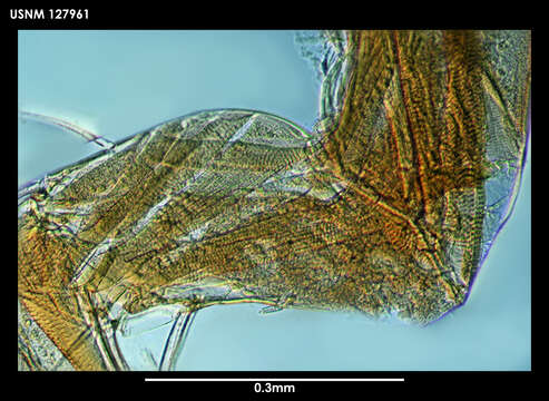 Image de Vargula subantarctica Kornicker 1975