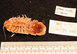 Image of Giant Isopods