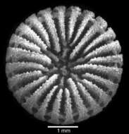 Image of Endocyathopora laticostata Cairns 1989