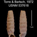 Image of Badiofaux asinorum C. Torre & Bartsch 1972