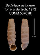 Image de Badiofaux asinorum C. Torre & Bartsch 1972