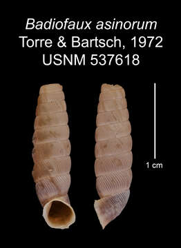 Image of Badiofaux asinorum C. Torre & Bartsch 1972