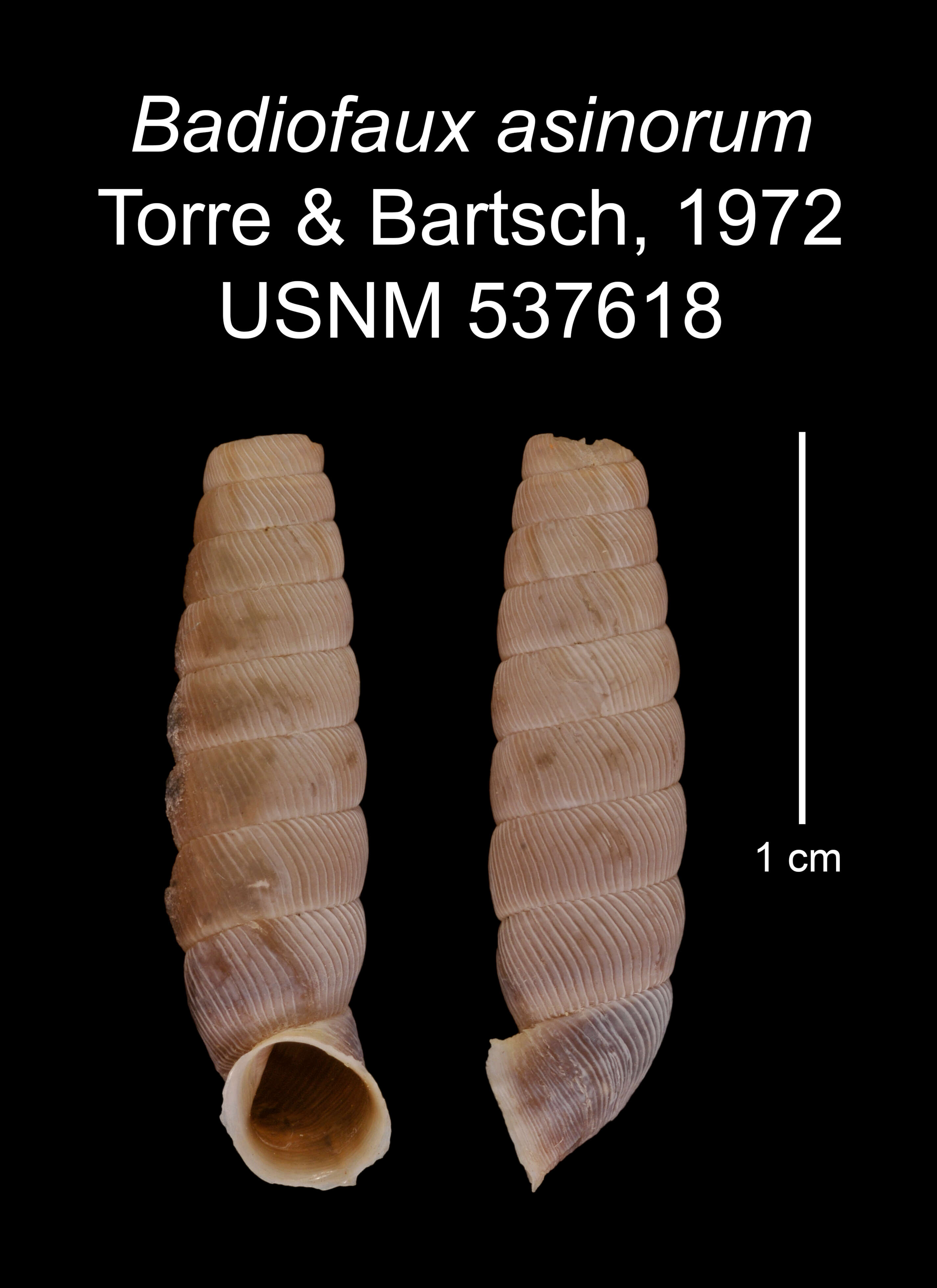 Image de Badiofaux asinorum C. Torre & Bartsch 1972