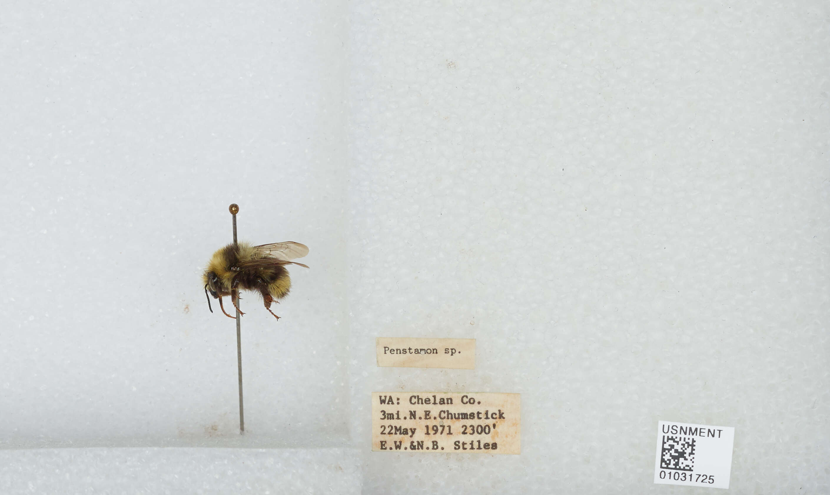 Plancia ëd Bombus vandykei (Frison 1927)