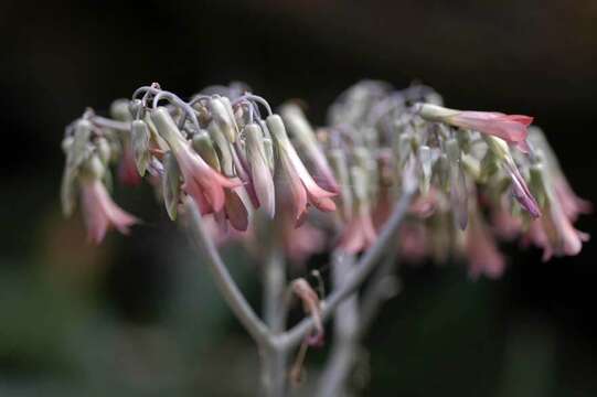 Image of Chandelier plant