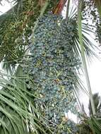 Image of fountain palm