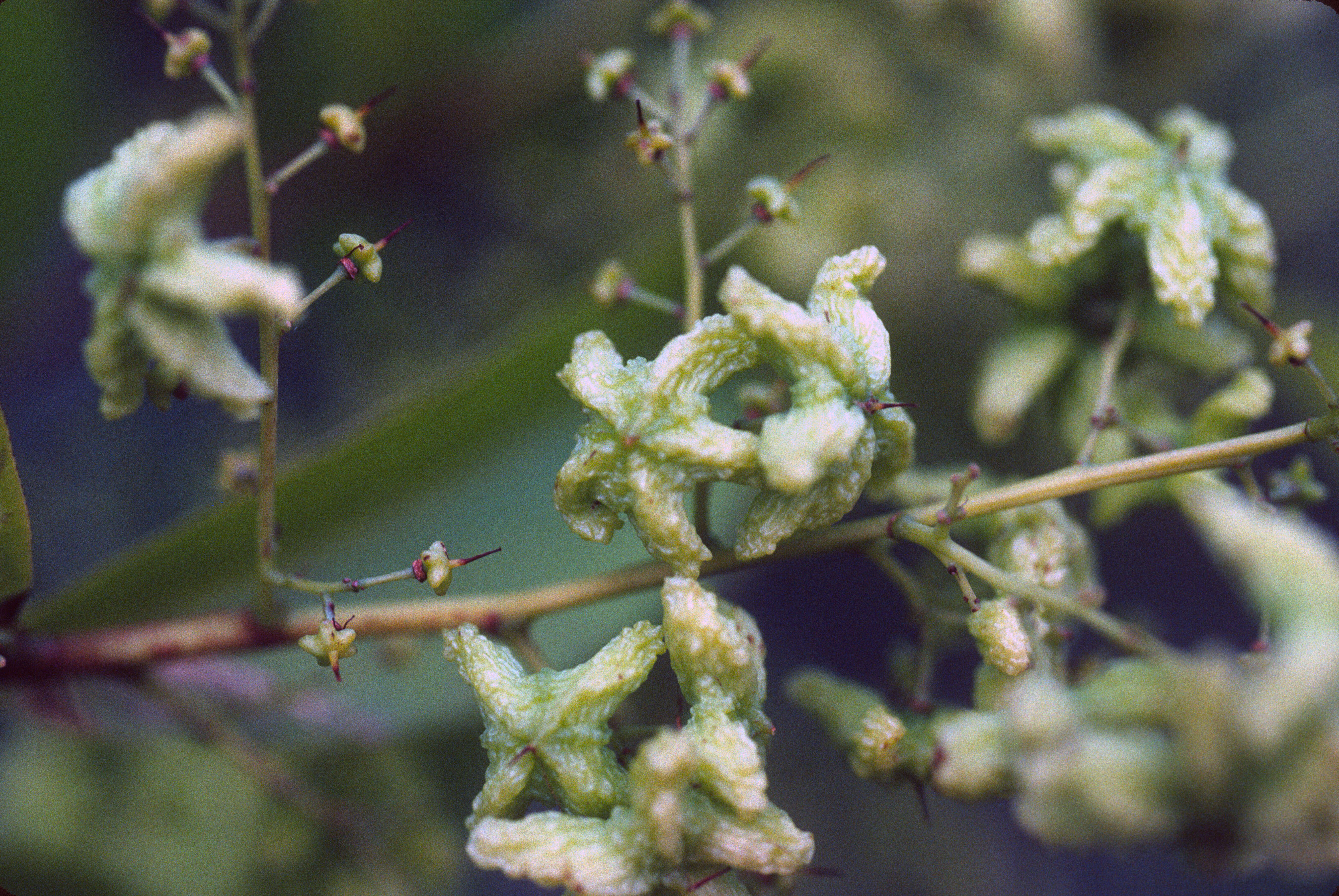 Image of Elvasia canescens (Tiegh.) E. F. Gilg