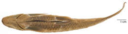 Image of Henicorhynchus lineatus (Smith 1945)