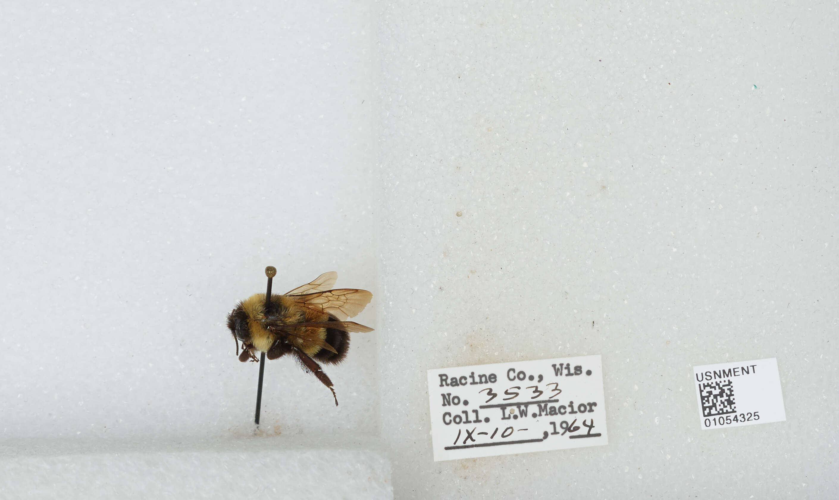 Слика од Bombus affinis Cresson 1864