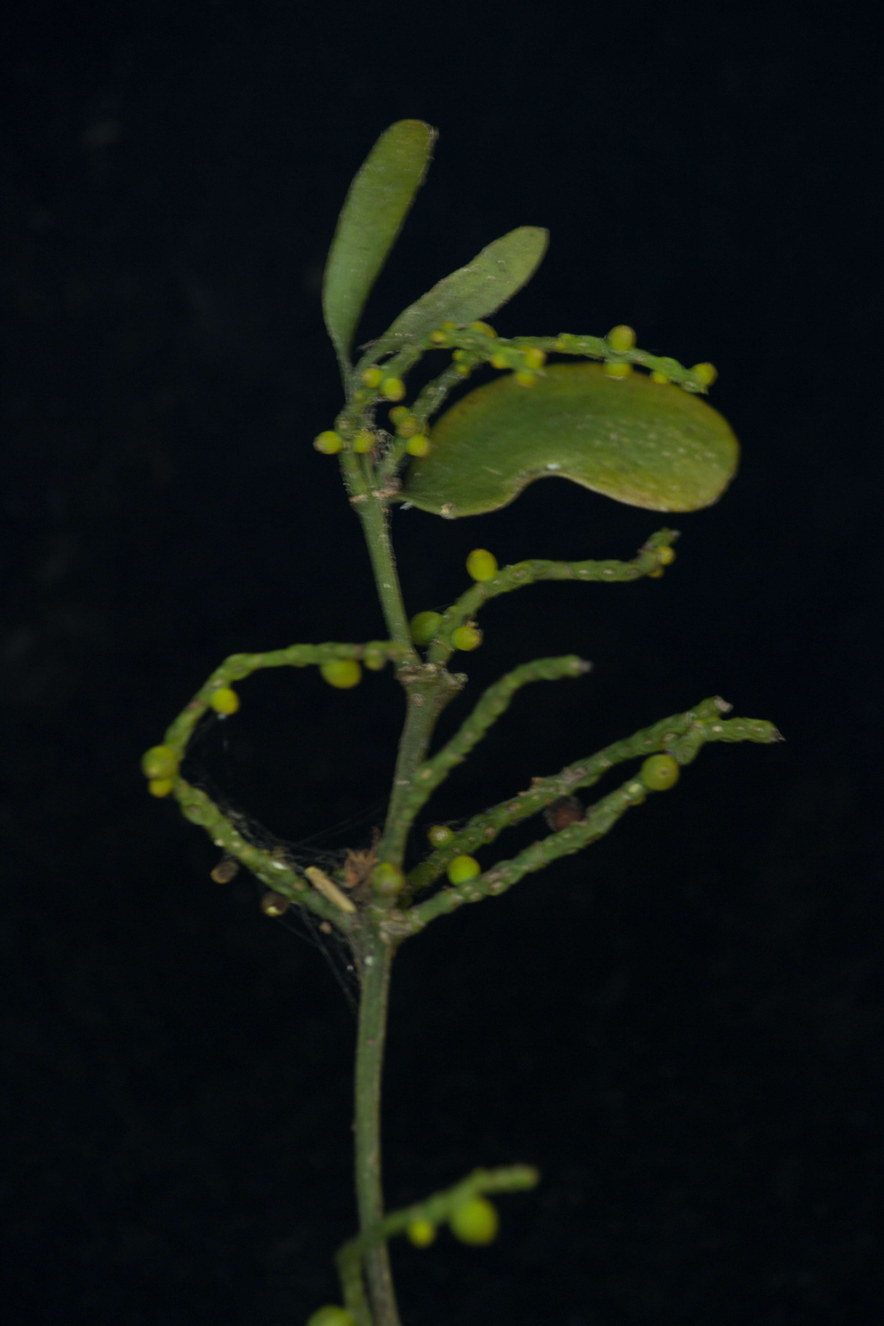 Image of quacimmila de canario