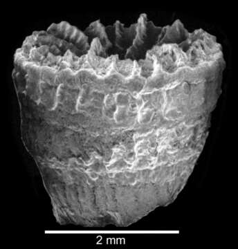 Image of Kionotrochus suteri Dennant 1906