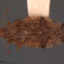 Image of Trachypeplus guinaicus Drake 1960