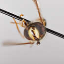 Image of Dasysyrphus richardi Locke & Skevington 2013