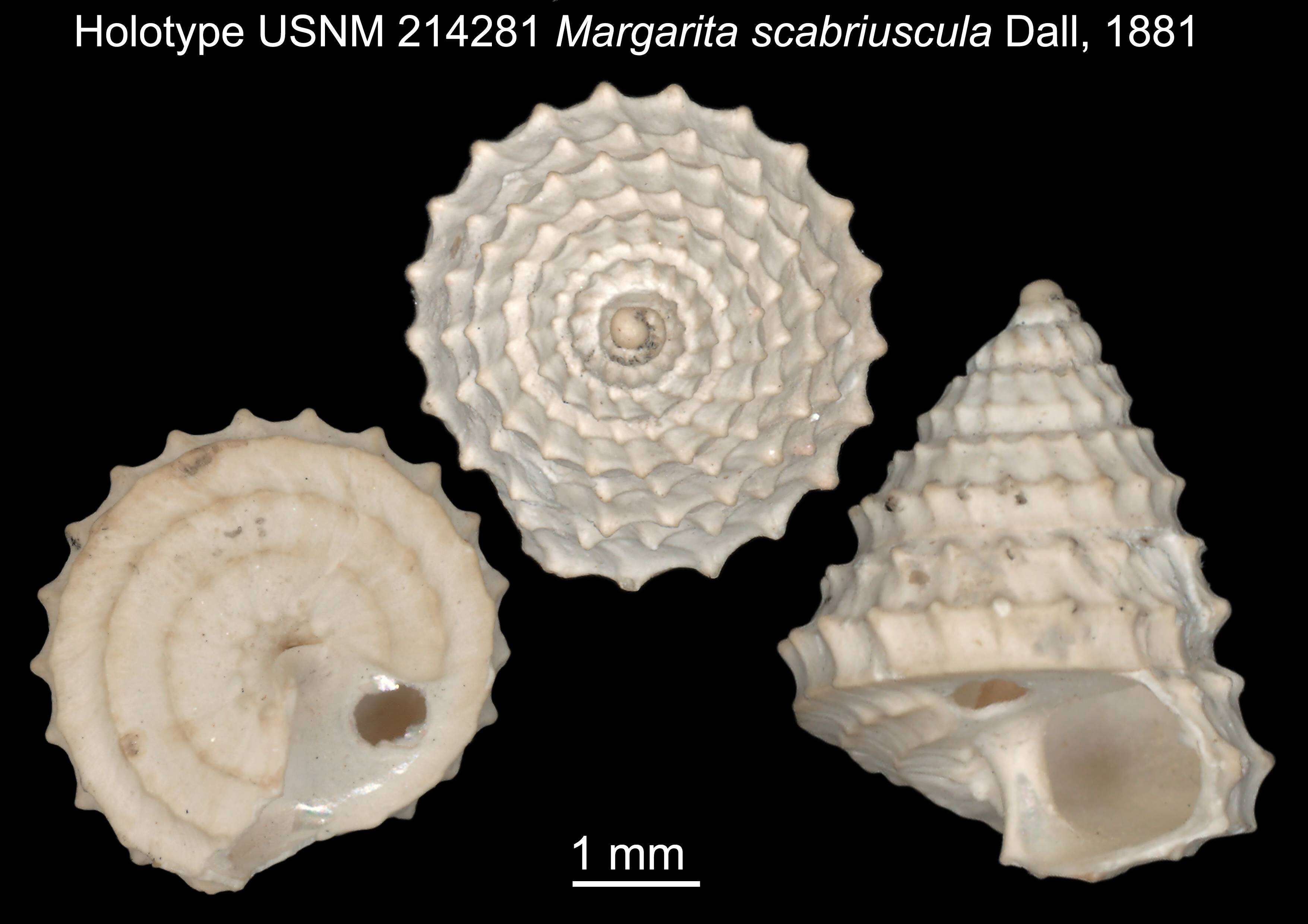 Image of Calliotropis tiara (R. B. Watson 1879)