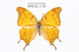 Image of Charaxes zoolina Westwood (1850)