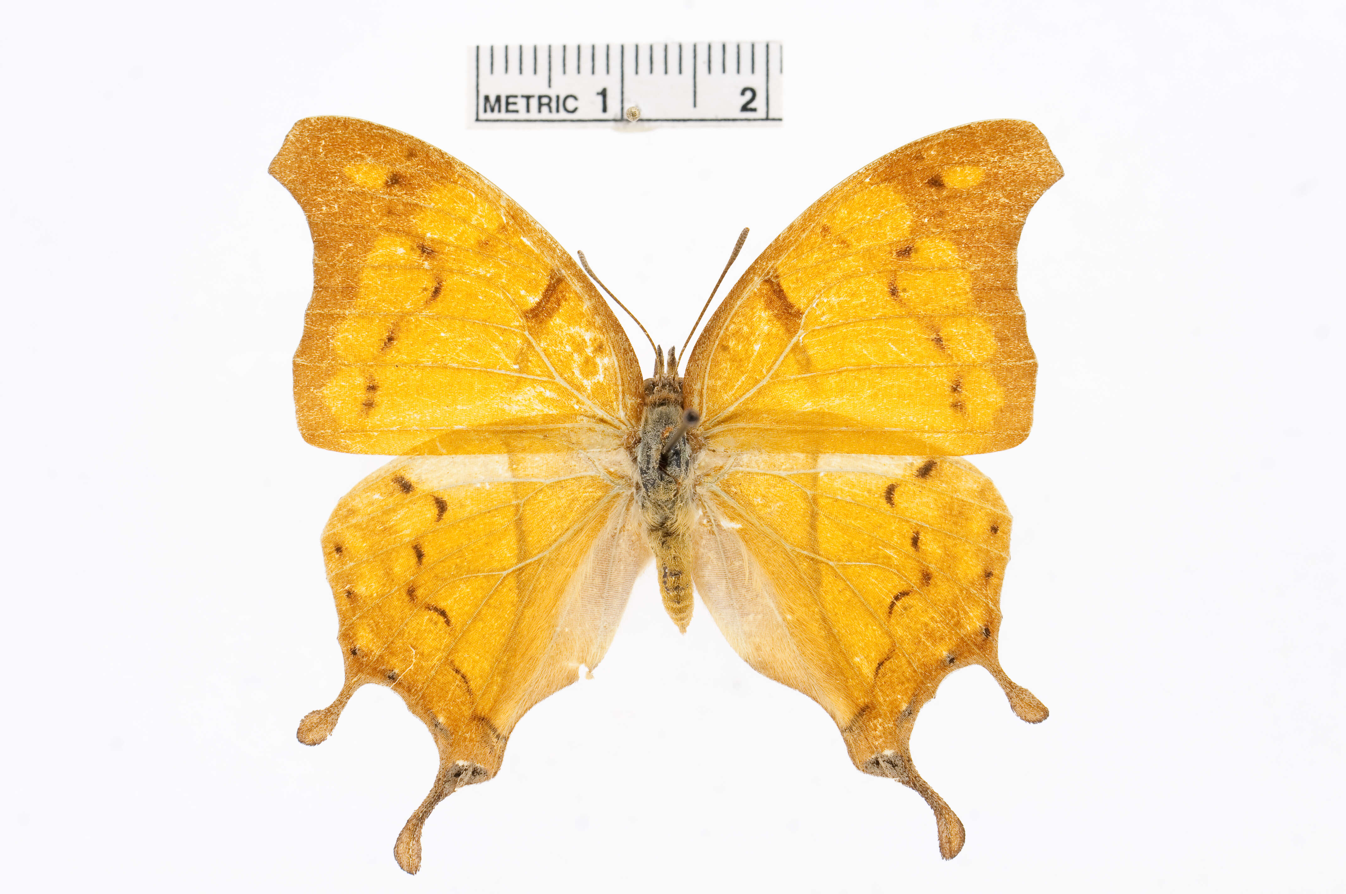 Image of Charaxes zoolina Westwood (1850)