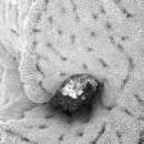Image of Lepidopora acrolophos Cairns 1983